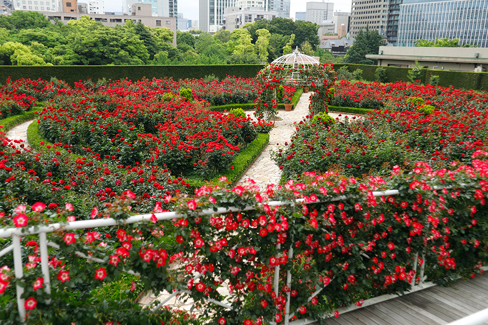 屋上緑化「Red Rose Garden」